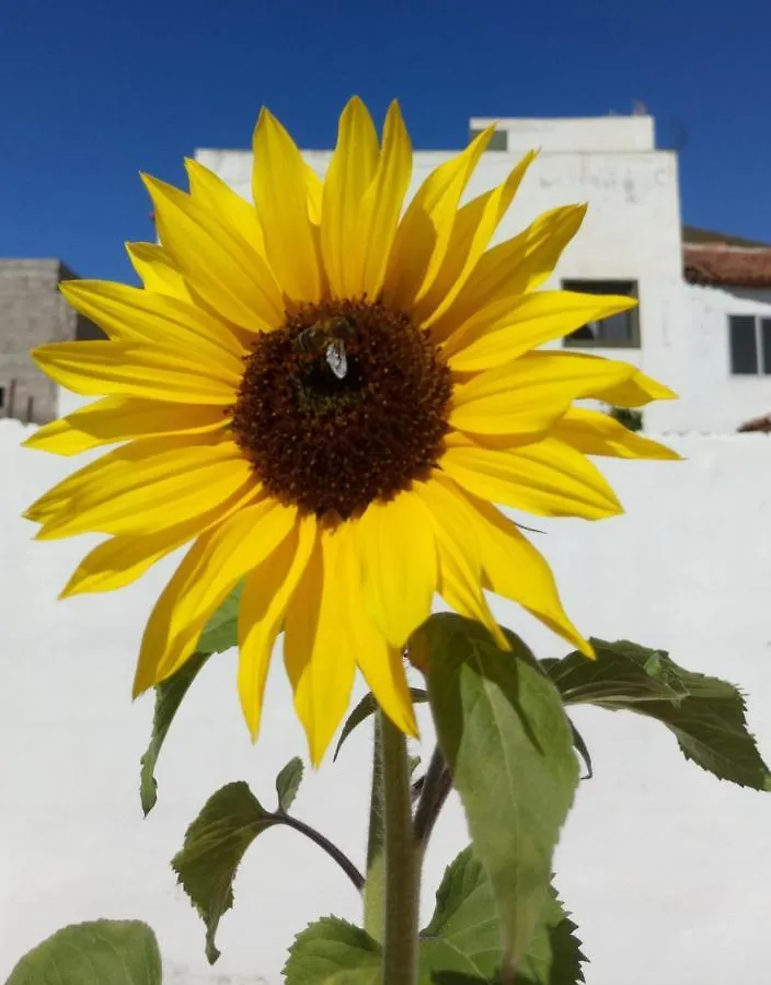 Casa Yoel Holiday home Granadilla De Abona